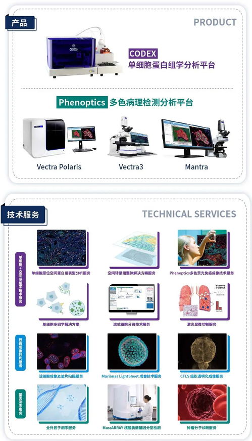 cell 單細(xì)胞 多色免疫熒光技術(shù)在研究腫瘤疫苗新靶點(diǎn)中的應(yīng)用